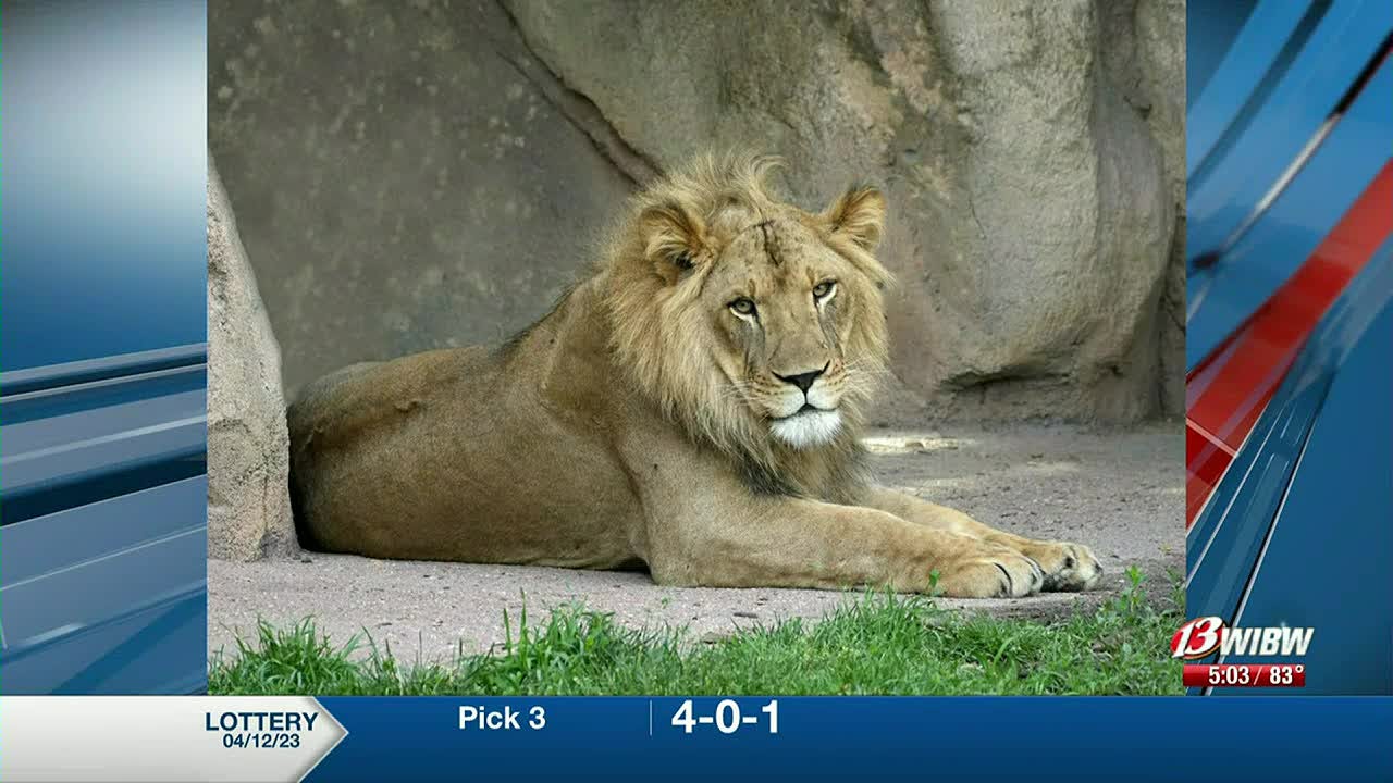 Topeka Zoo welcomes new African Lion as female sprouts mane