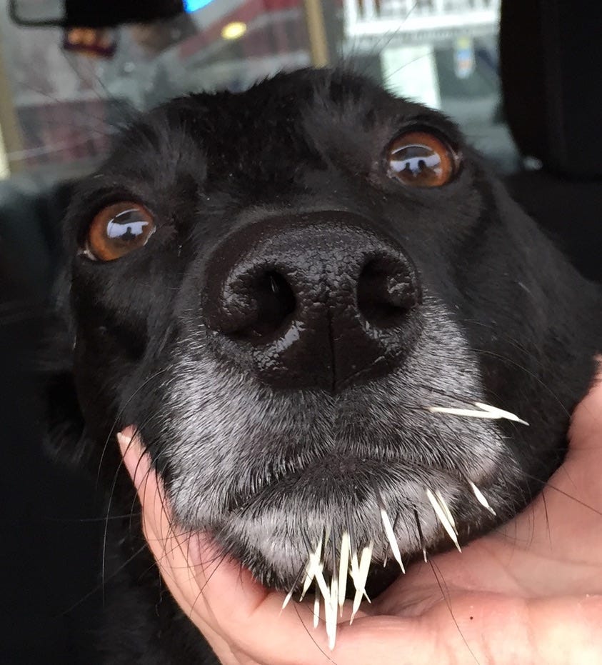 Close up of a dog's face with porcupine quills stuck in her graying snout.