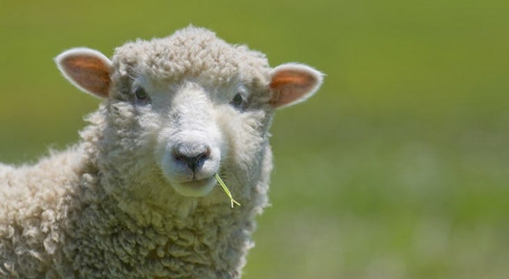 Learn about sheep and how they are farmed | Compassion in World Farming
