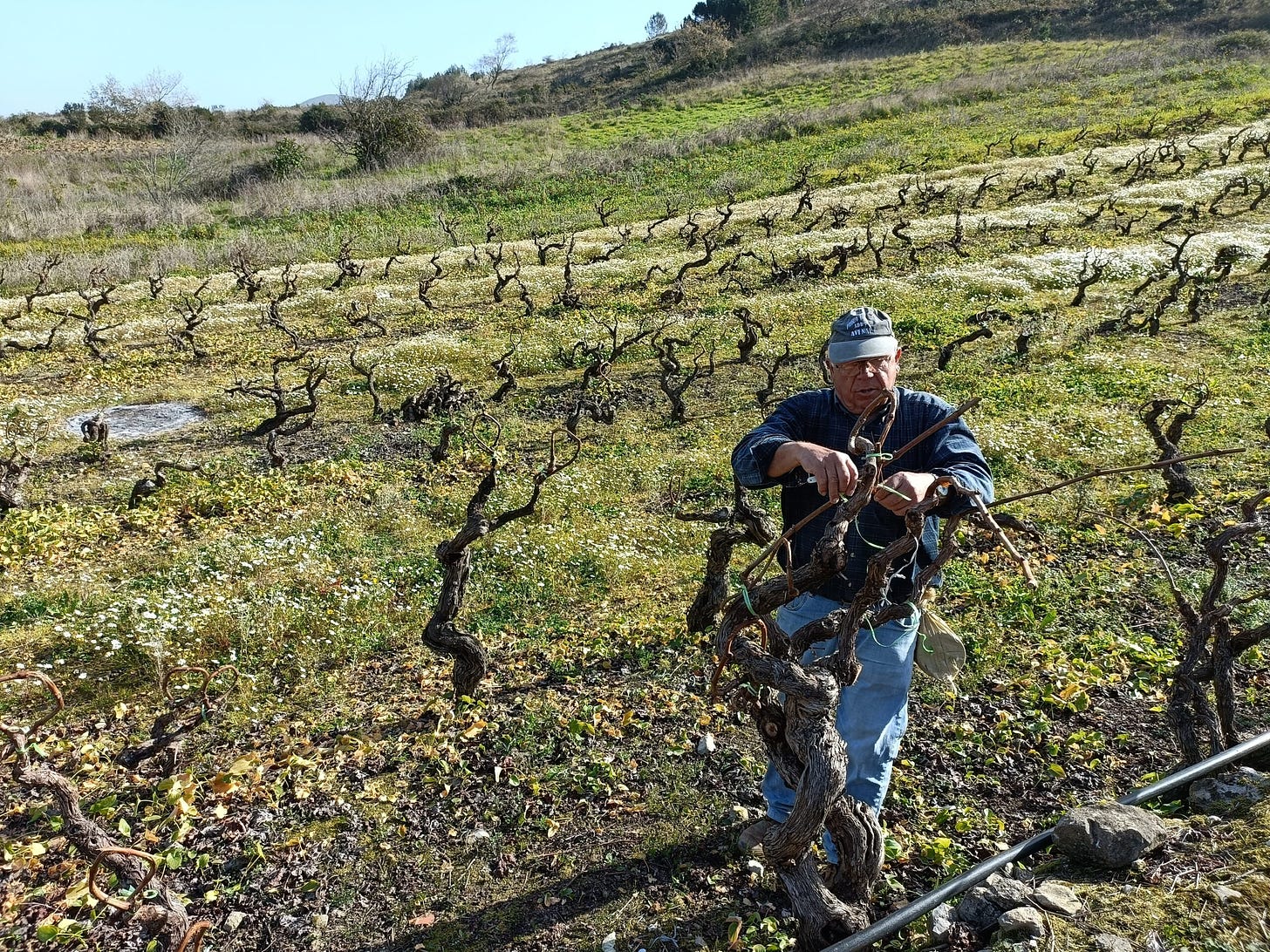 One of Marta's vineyard owners demonstrates the local tradition of gobelet pruning, tying up the new year's shoot into a loop. Photo (C) Simon J Woolf