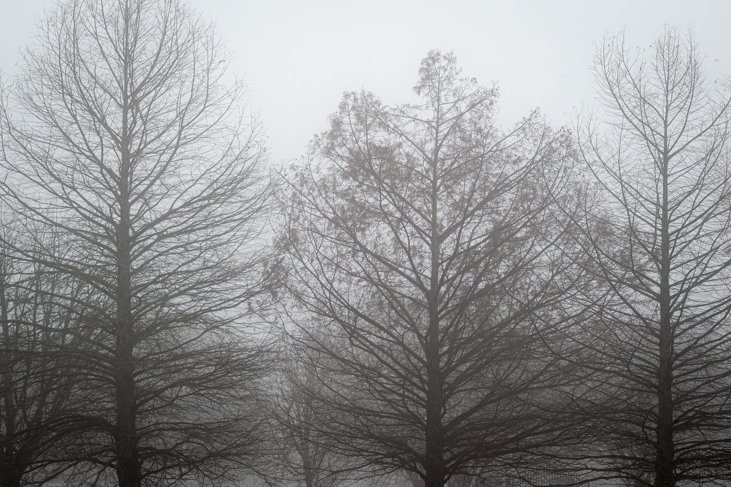 The silhouette of bare trees against a grey, foggy February sky