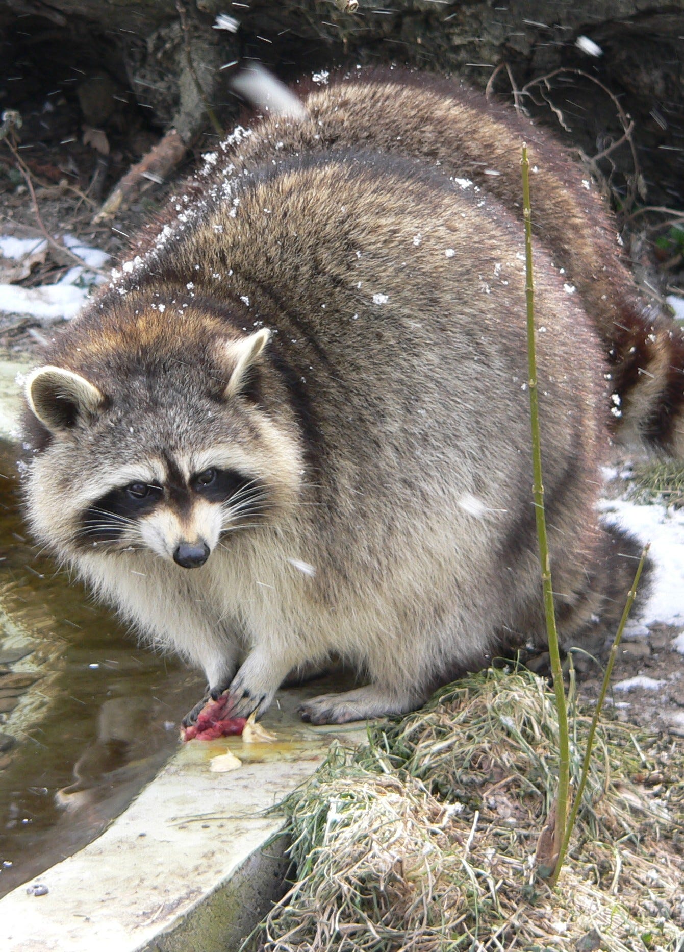 A fluffy raccoon in winter, washing its food before eating.