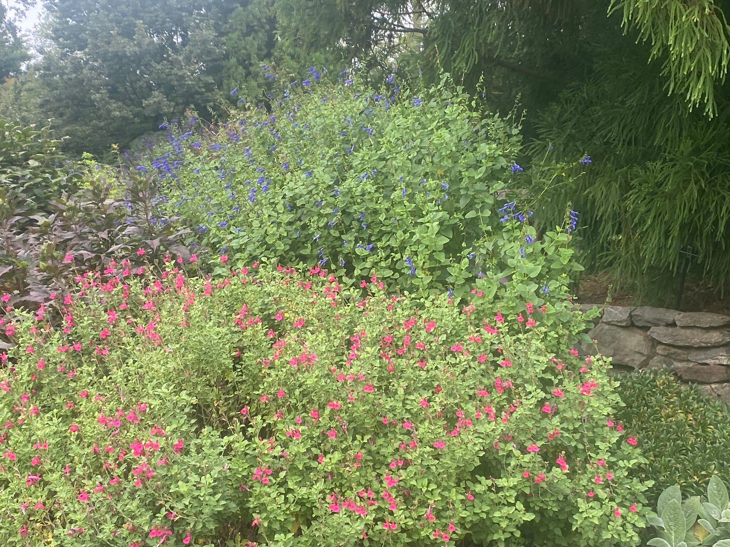 hot pink and purple flowers