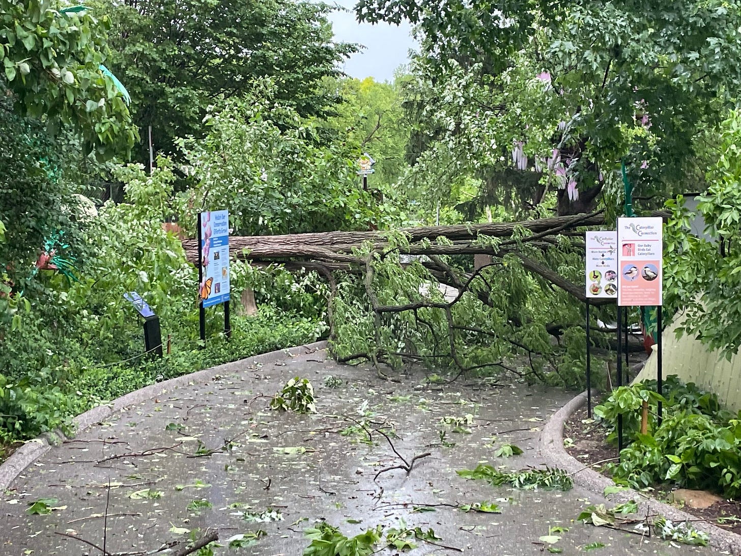 May be an image of tree