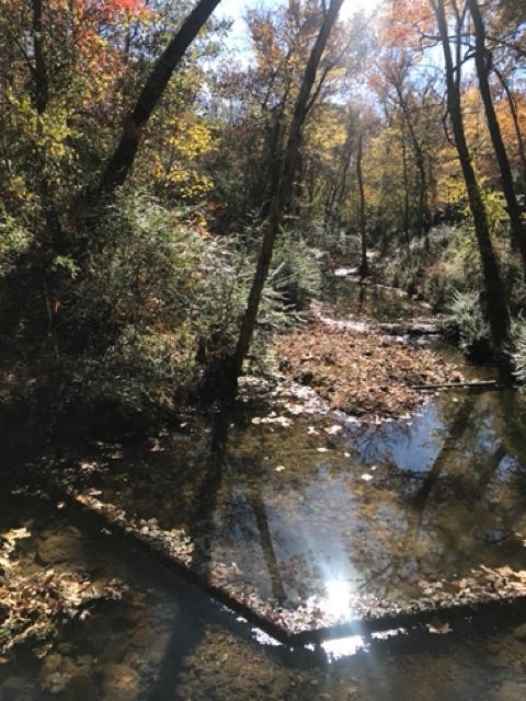 creek at Crystal Bridges Forest, Bentonville, Arkansas