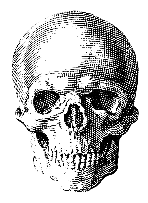 A transparent engraving of a skull facing forwards.