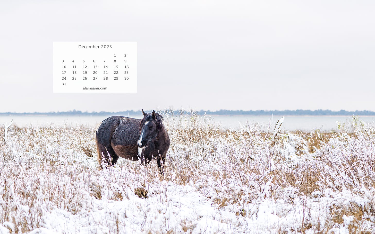 Close-up of a black and brown horse with a white nose, surrounded by tall grass covered in snow. A calendar for the month of December is in the upper left corner of the image.