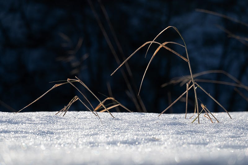 Golden grasses emergent above snow build at the side of the track, offset against dark blue shade in the valley beyond
