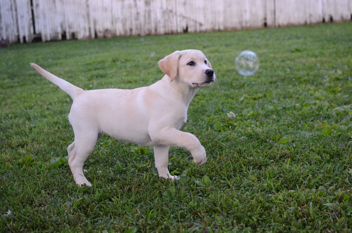 A yellow Labrador retriever prances in the backyard while chasing bubbles. 