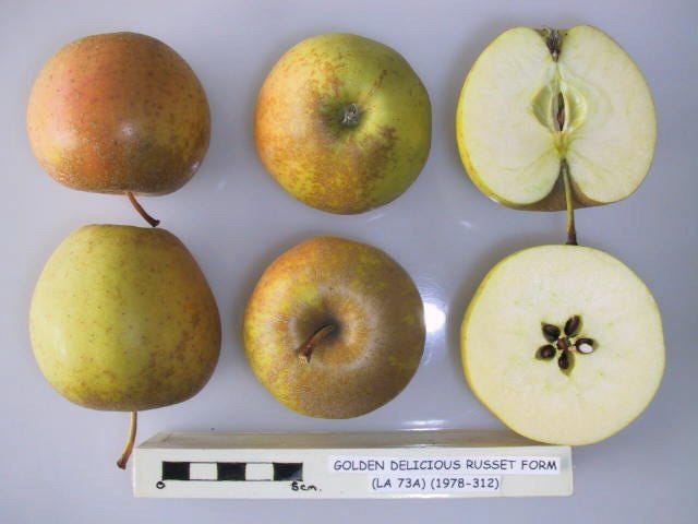 File:Cross section of Golden Delicious Russet Form (LA 73A), National Fruit  Collection (acc. 1978-312).jpg - Wikimedia Commons