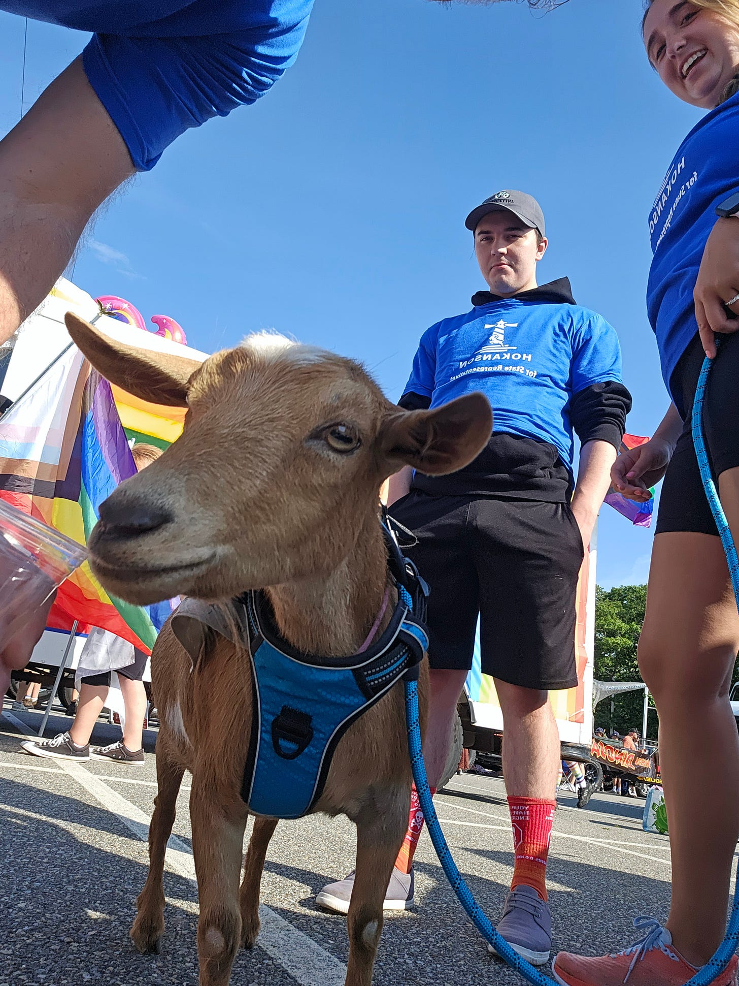 photo of Cinnamon Hokanson, the goat owned by Massachusetts State Representative candidate Scott Hokanson.