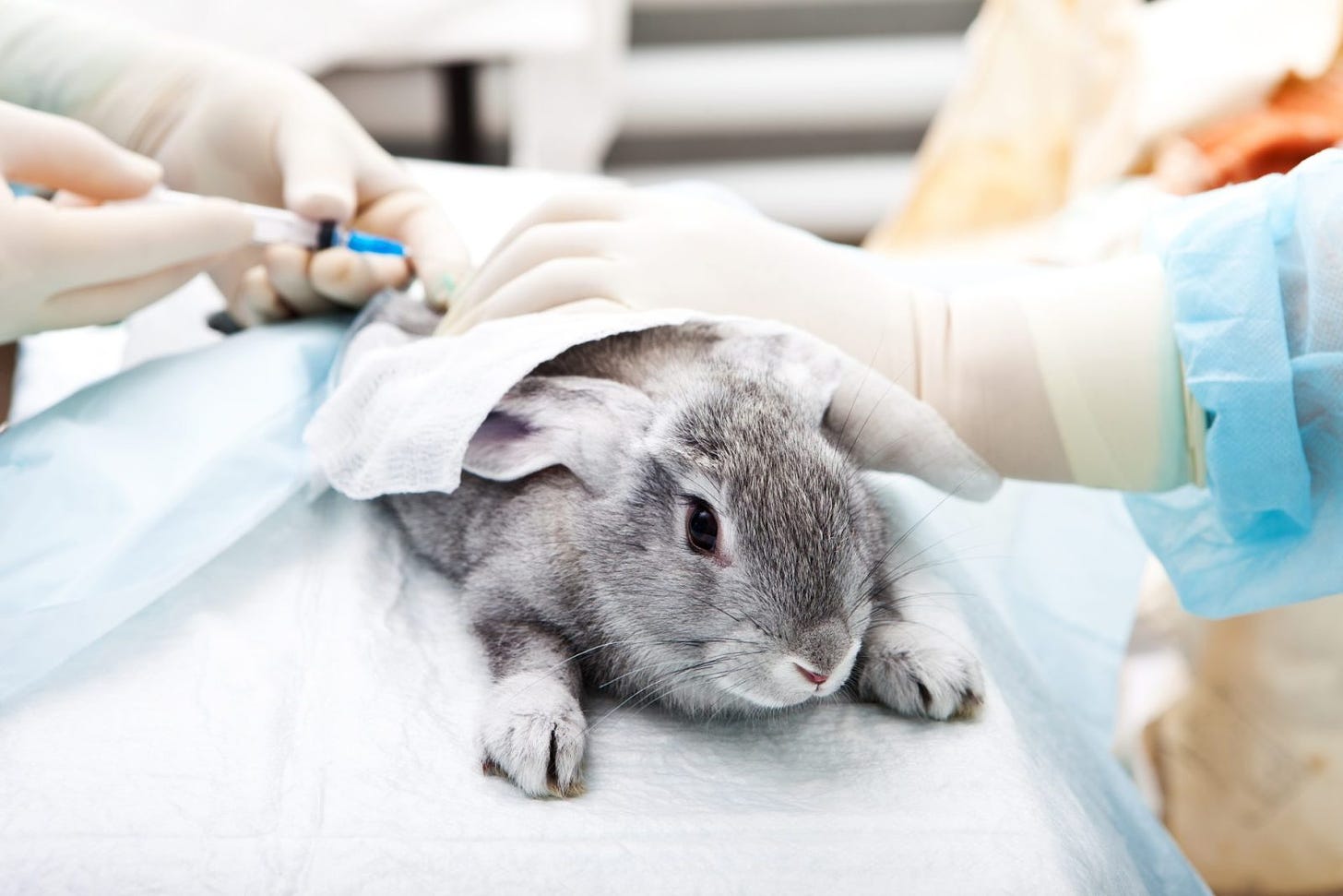 FDA Modernization Act 3.0 Introduced to Reform Animal Testing