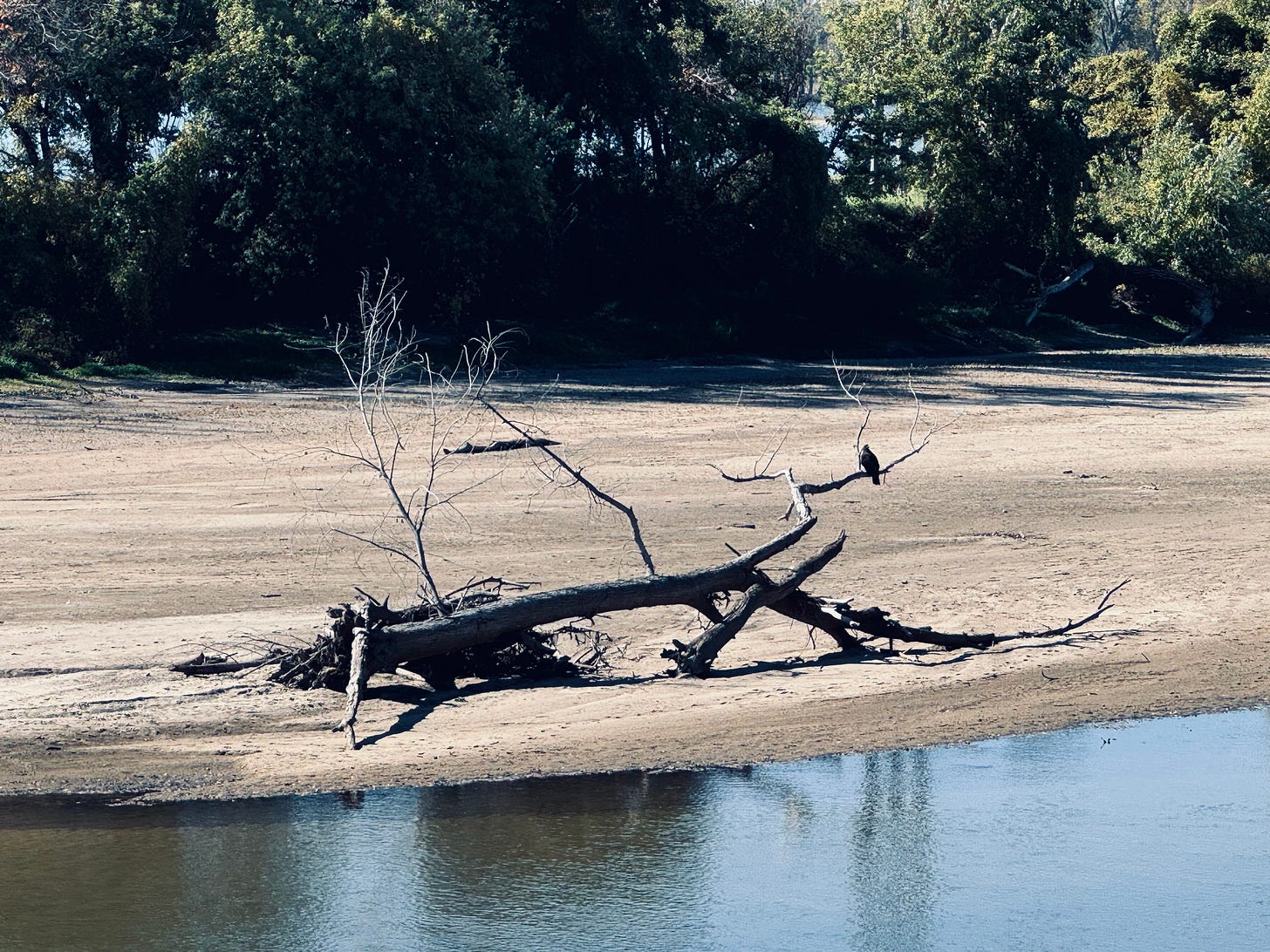 Eagle on beached log