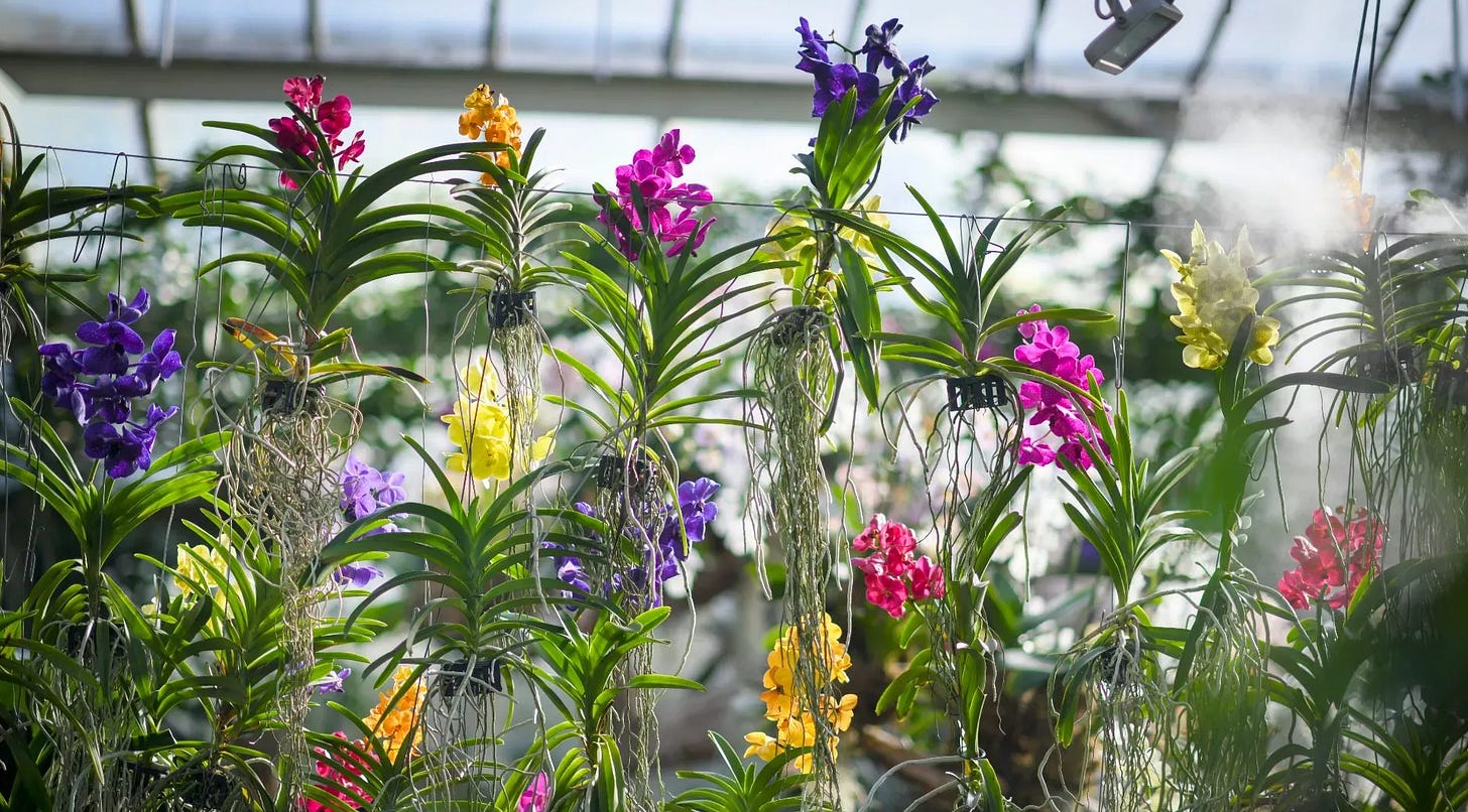 multi-coloured flowering orchids in a glasshouse