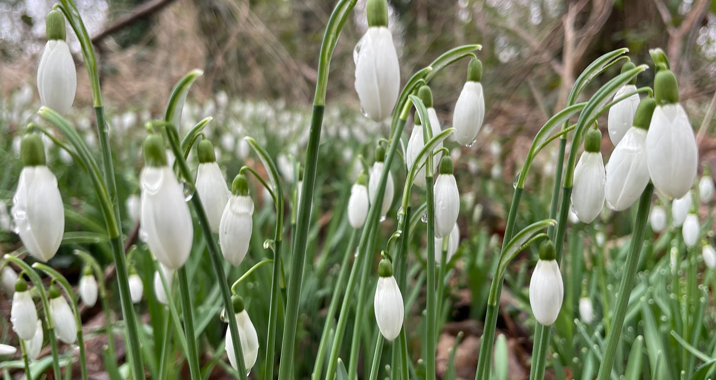 Early snowdrops 