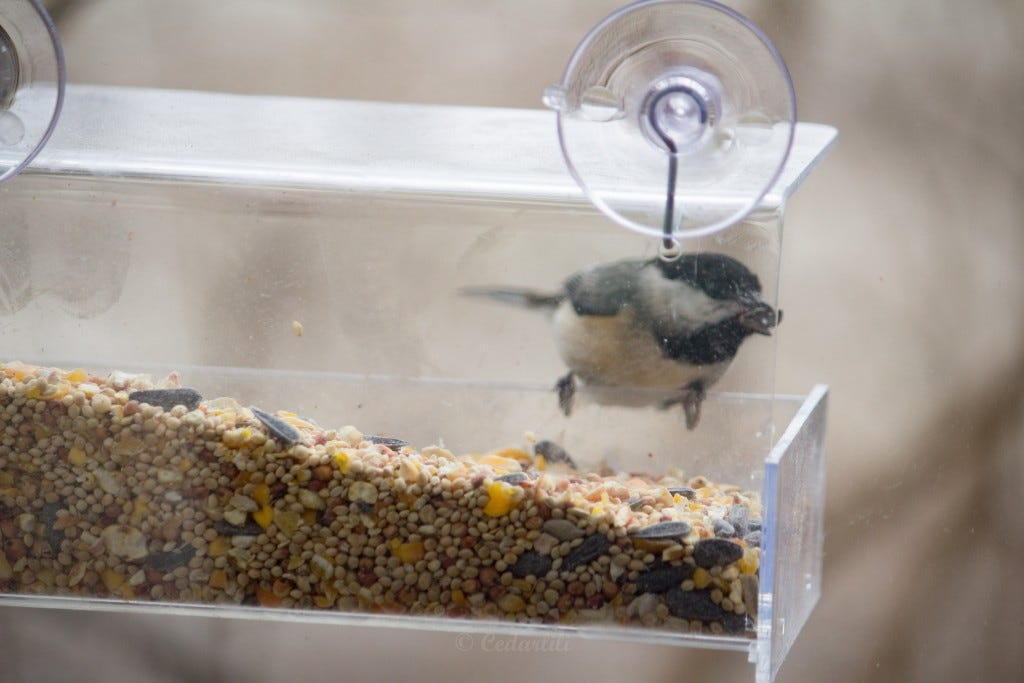 The hanging feeder Dad gave me for Christmas. 