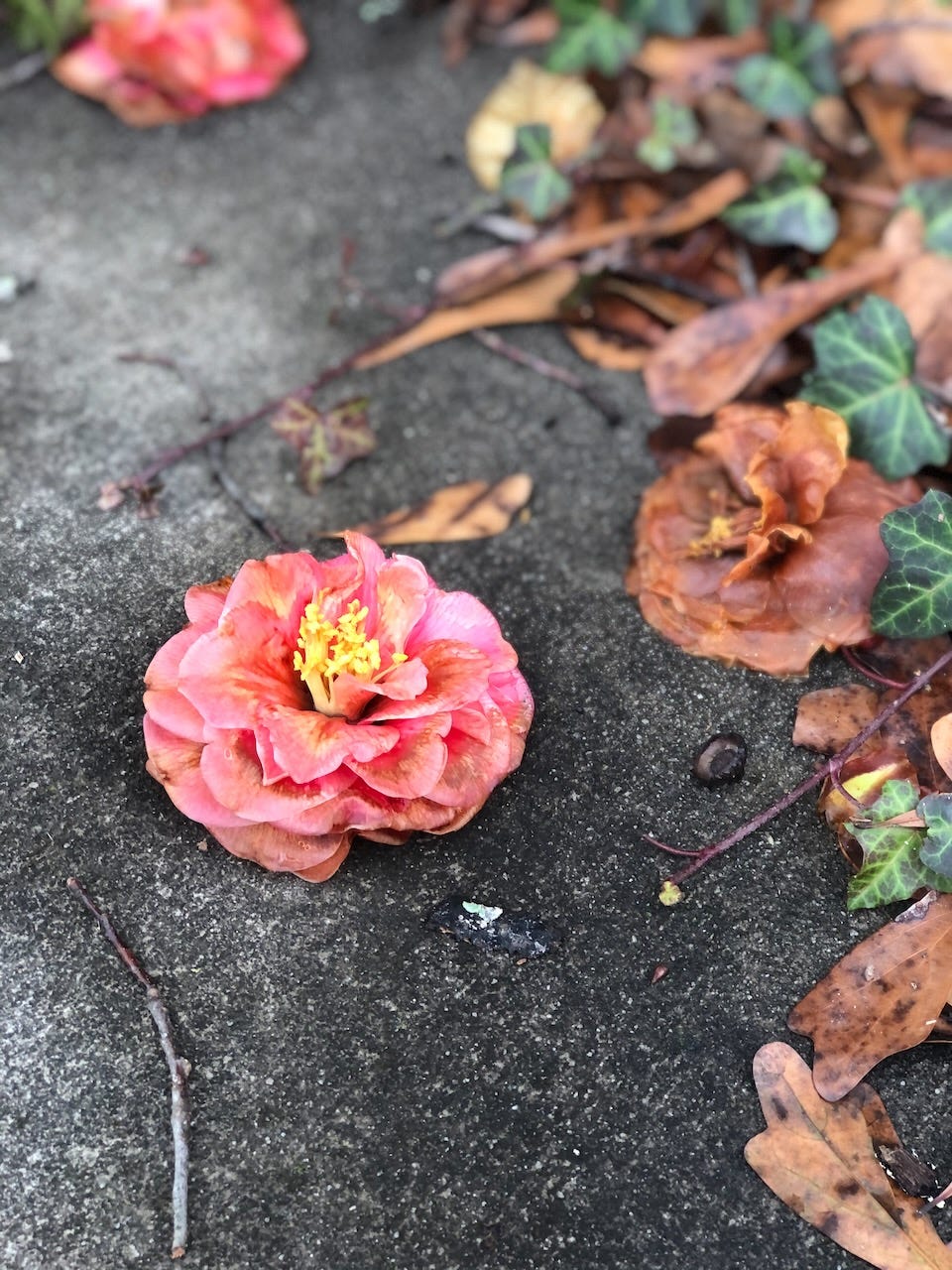 Pink camellia bloom on the dark sidewalk in winter
