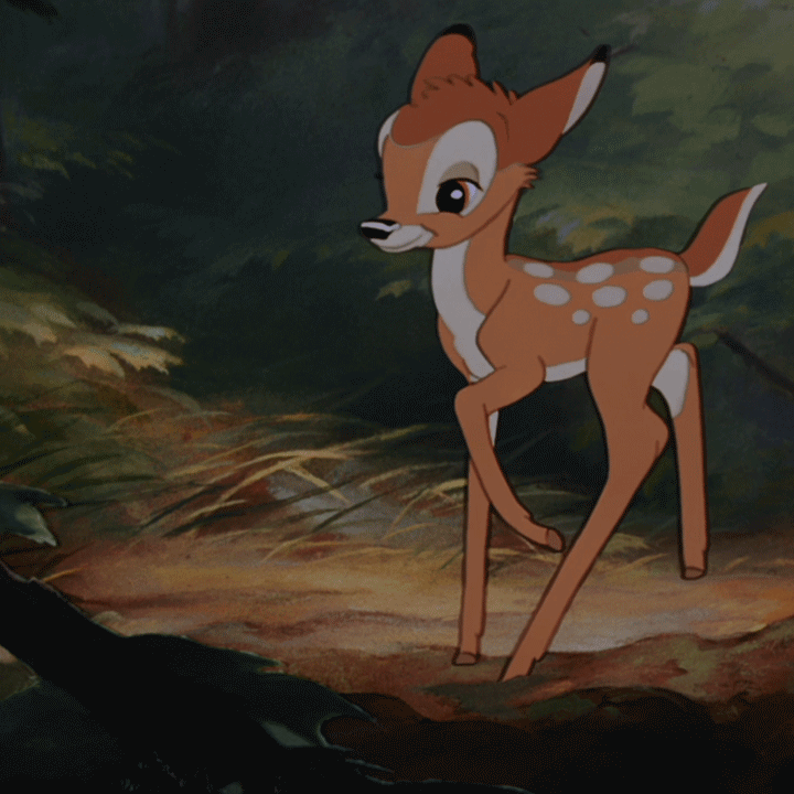 Bambi steps forward. Clip from 1942 Walt Disney film Bambi - animated gif