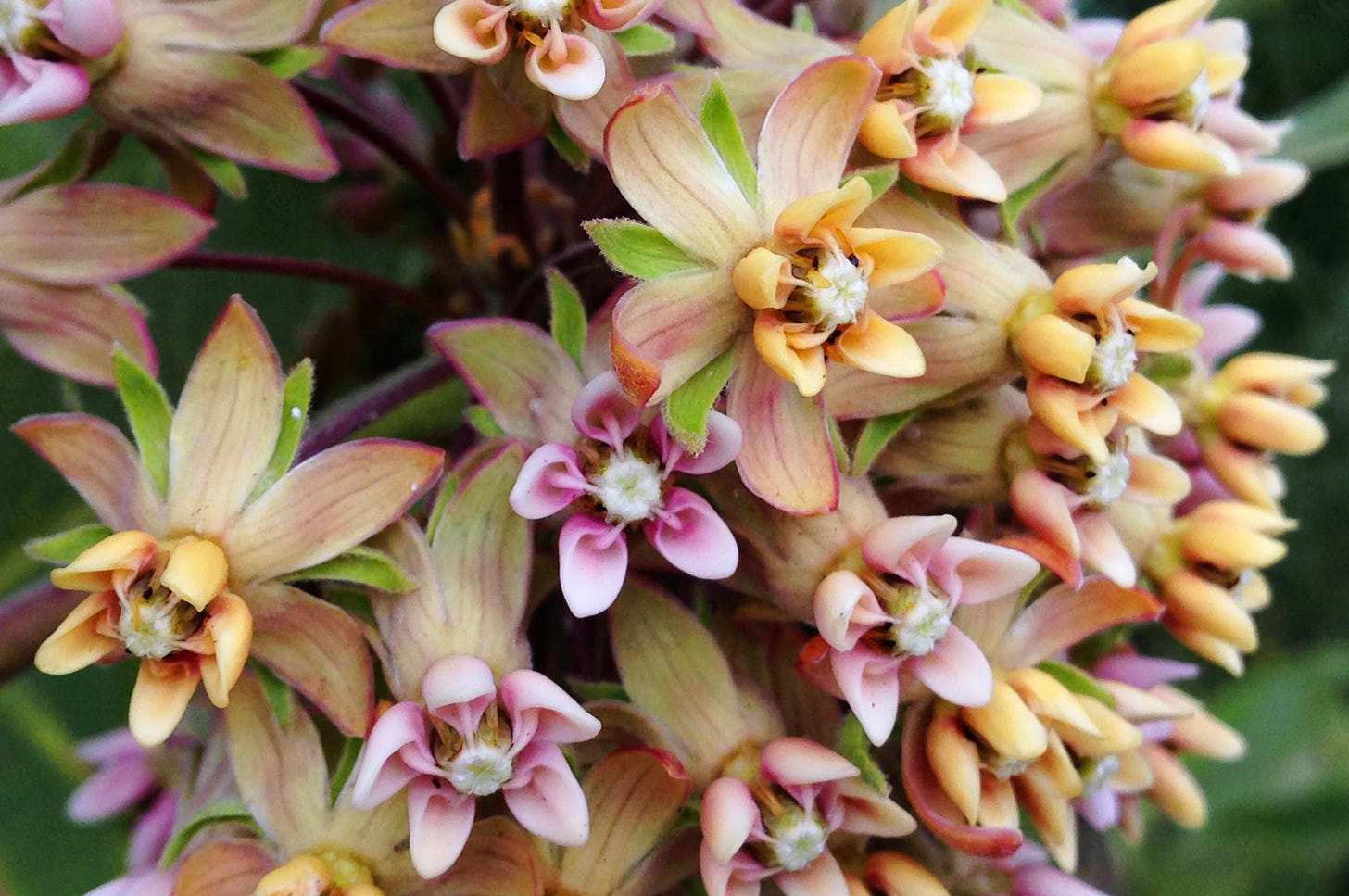 A close-up of pink and yellow Common Milkweed blossoms.