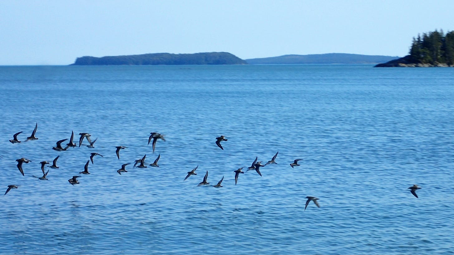 A mixed flock of startled pipers and plovers skims the surface of blue waves near the shore.