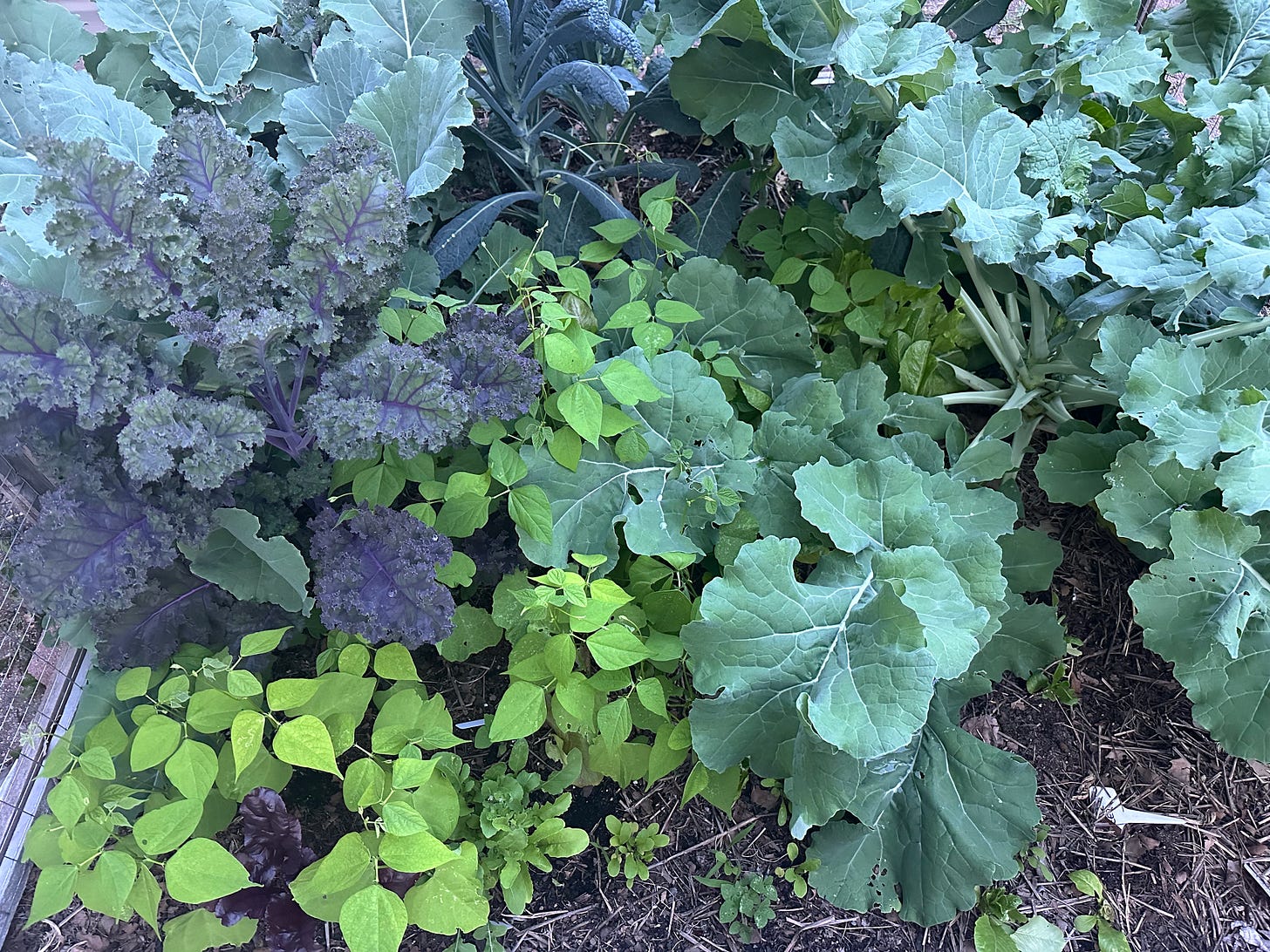 kale and beans kale and beans