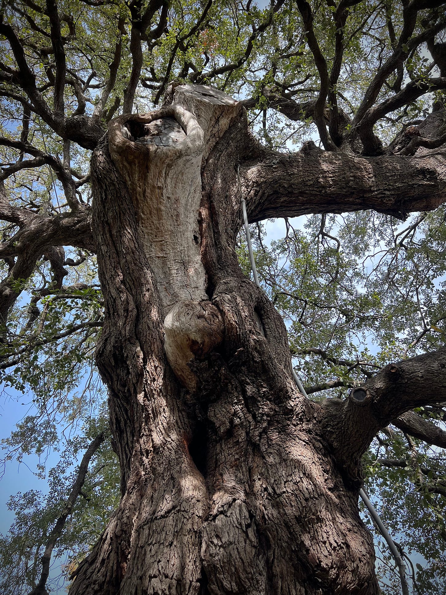 Main trunk of the Treaty Oak, with scar tissue visible