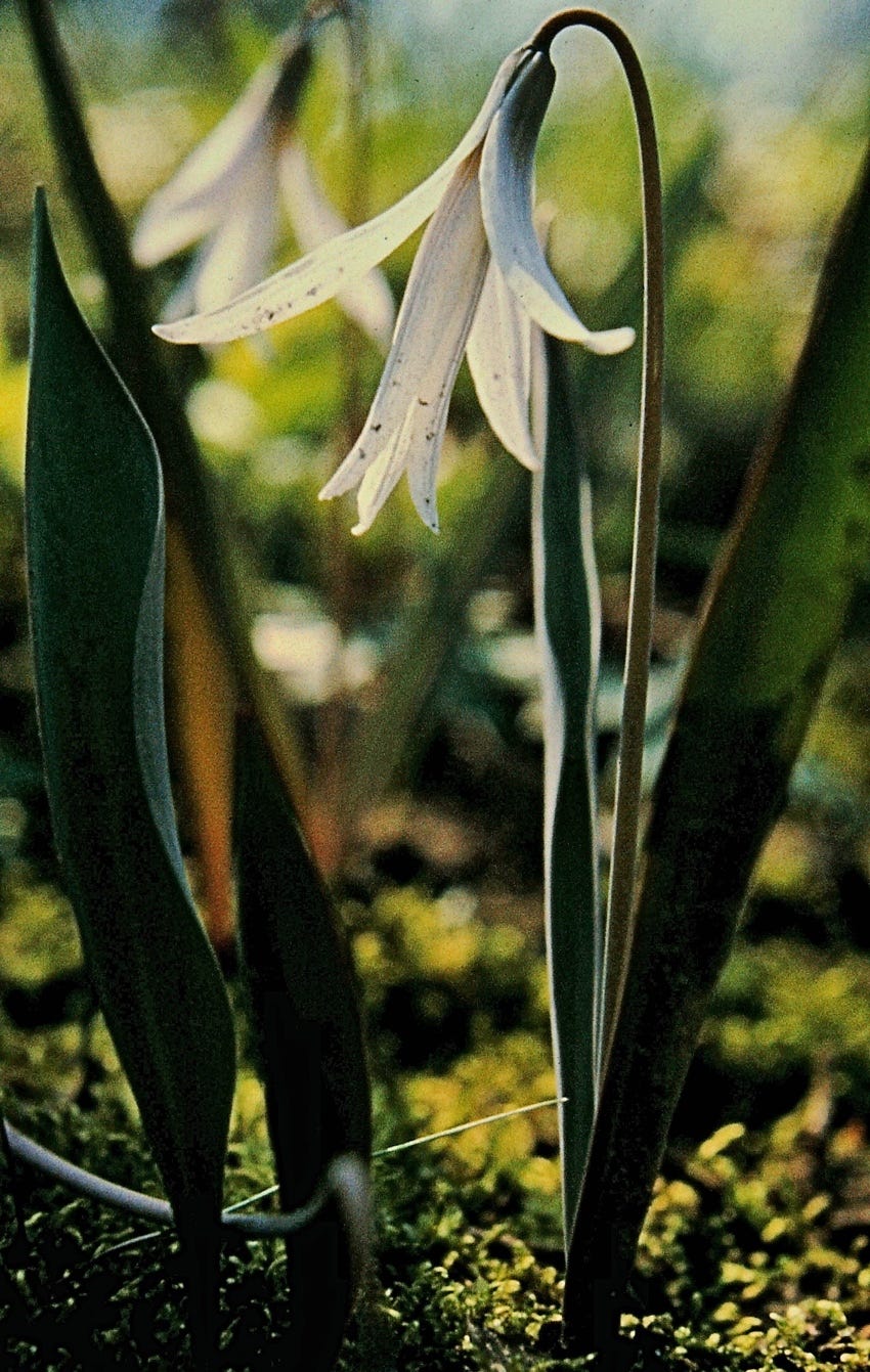 A close-up of a white flower

Description automatically generated