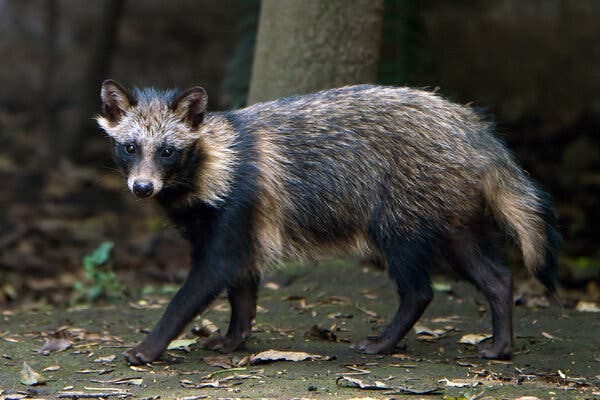A young raccoon dog at the Chapultepec Zoo in Mexico City in 2015.