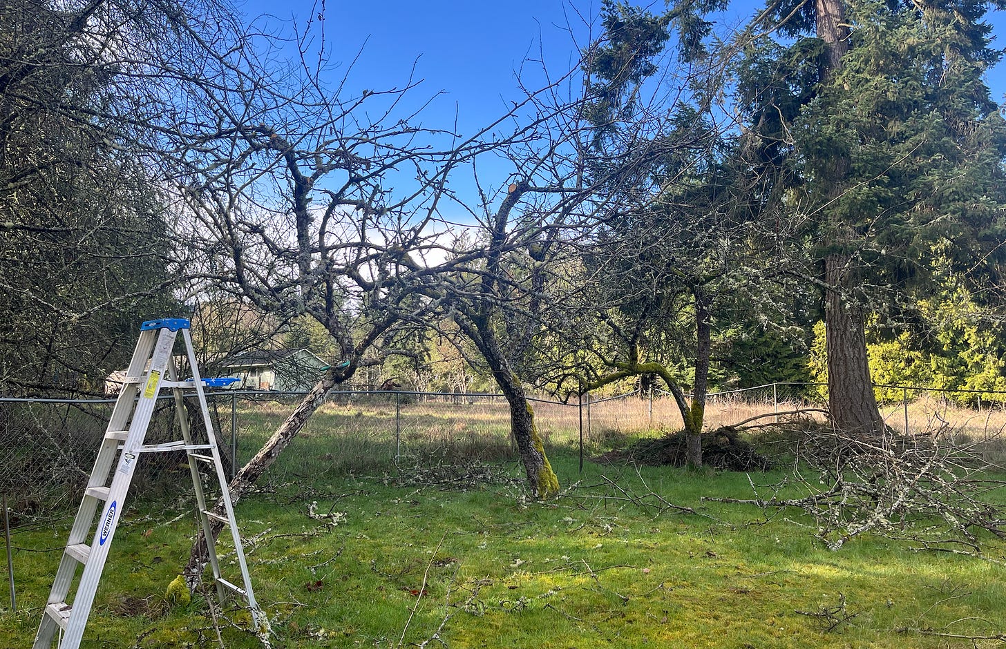 Apple trees with piles of pruned branches on the ground. A latter.
