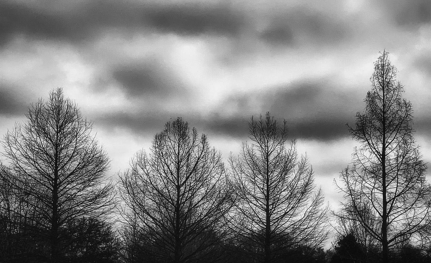 Four bare-limbed trees stand against a grey cloudy sky.