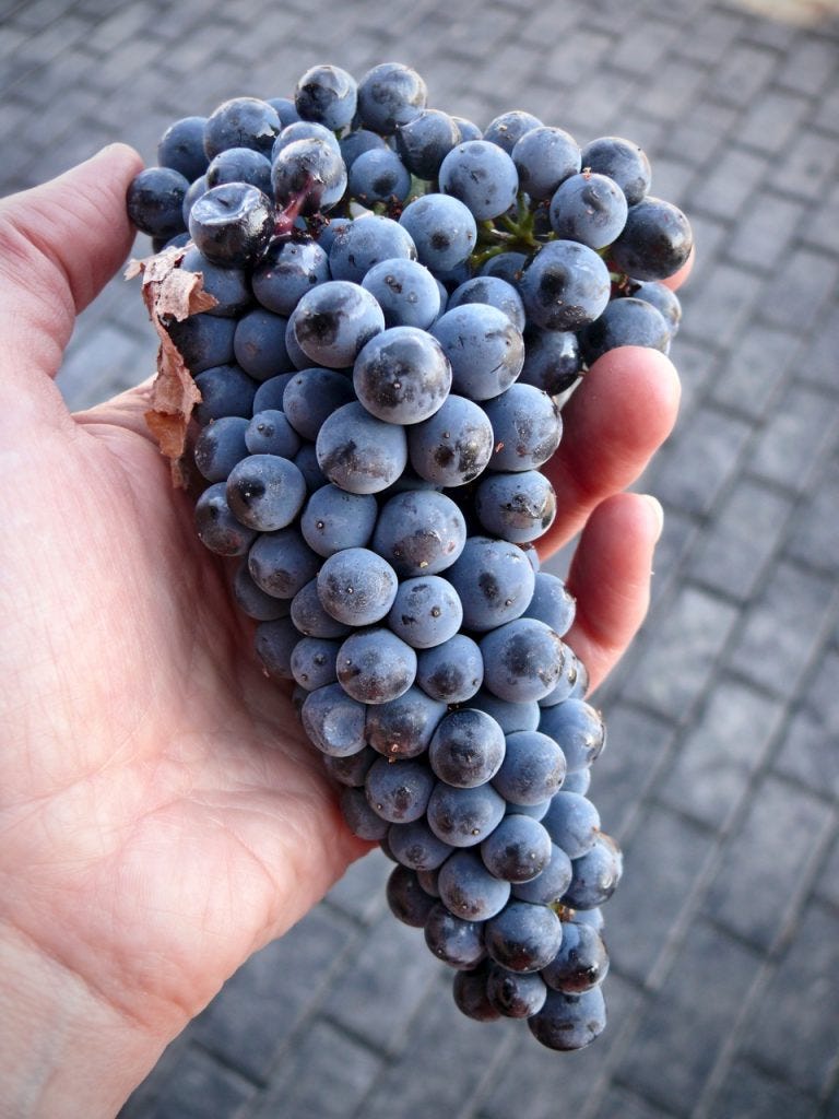 Grapes for port are deeply colored