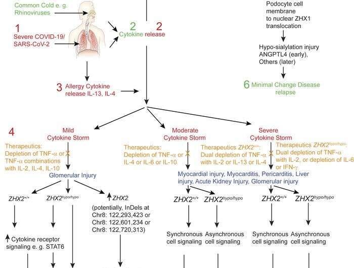 Infographic about cytokines and cytokine storms