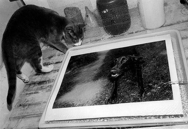 A black and white photo of a cat

Description automatically generated