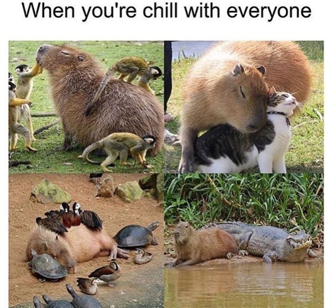 Overly social capybara : r/wholesomememes