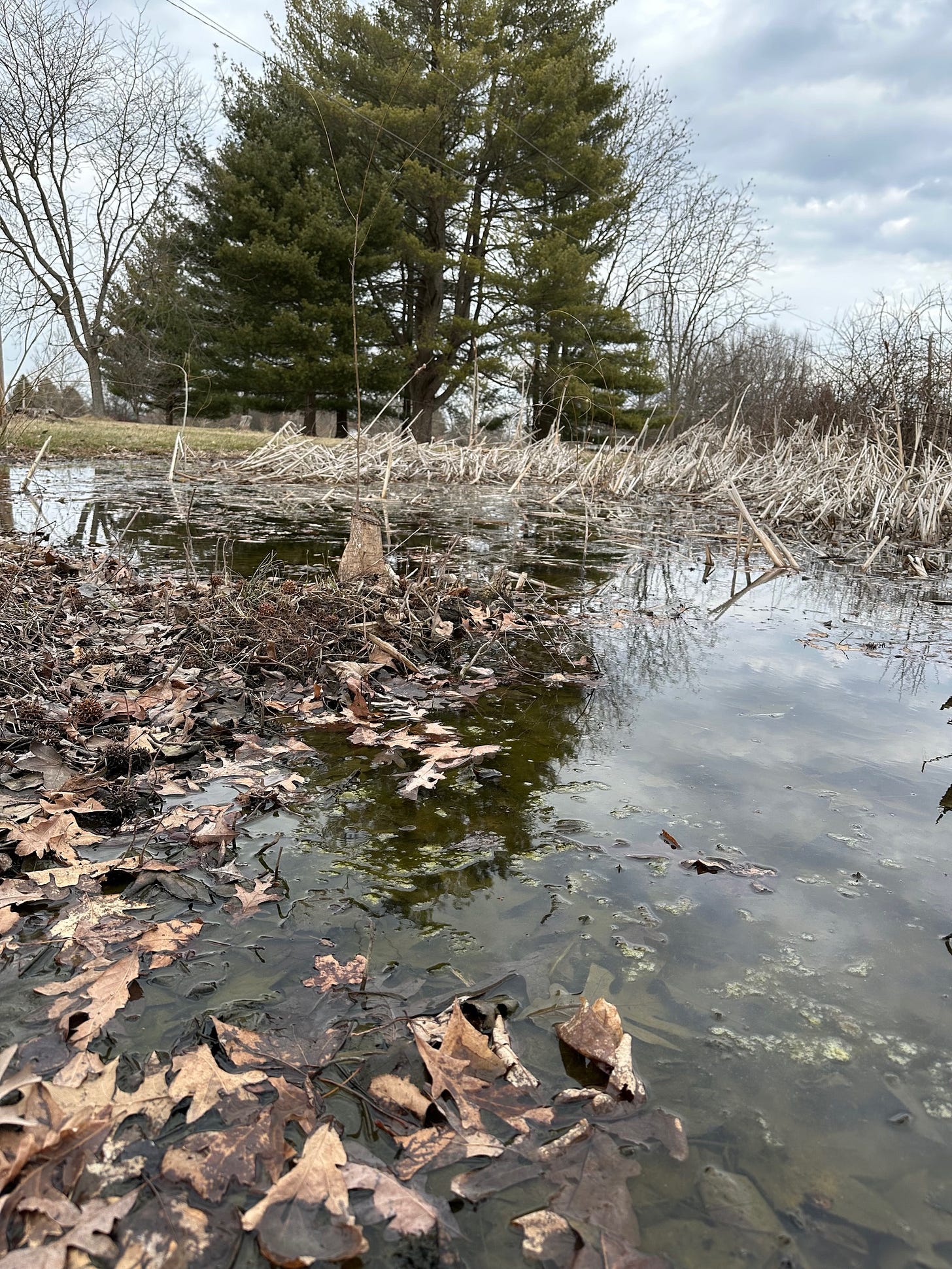 Spring peeper habitat Spring peeper habitat