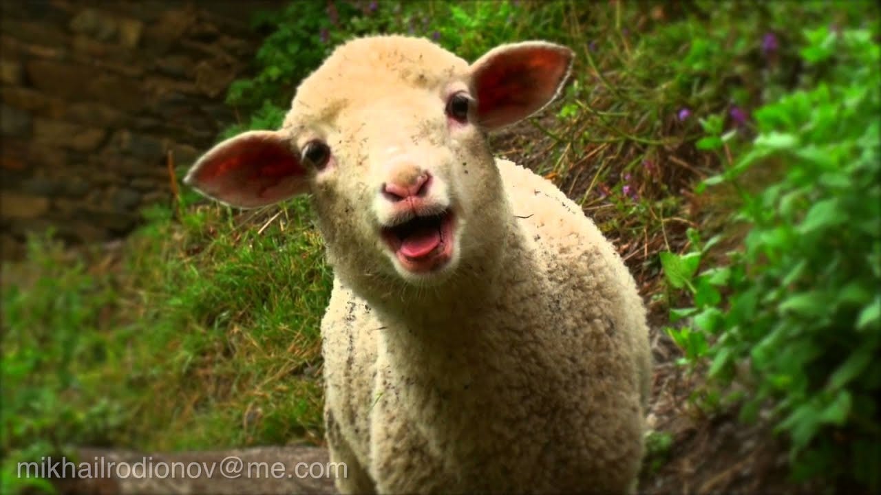 Funny little lamb