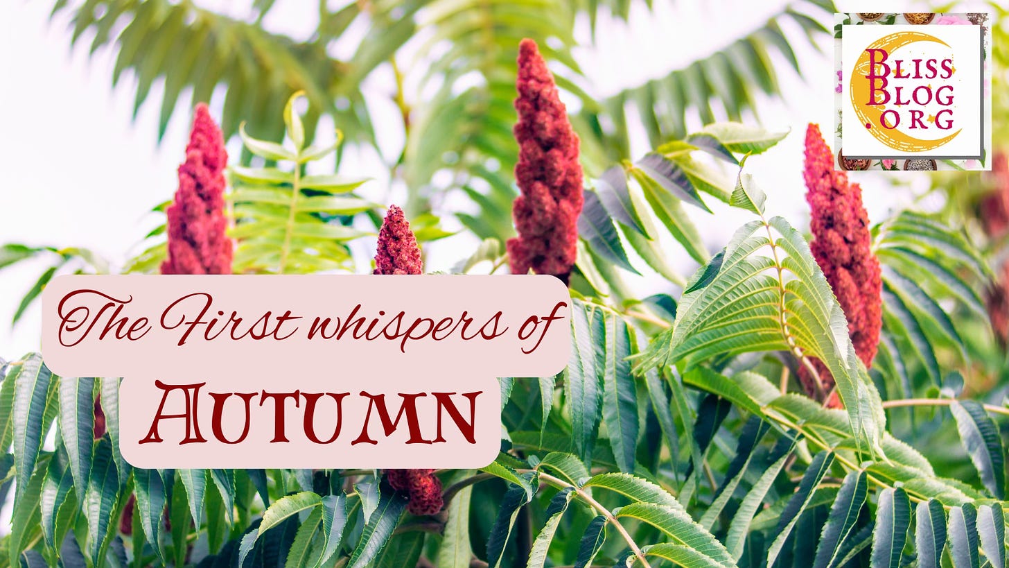 Staghorn sumac with upright cones covered in deep red velvet, and palm like leaves.