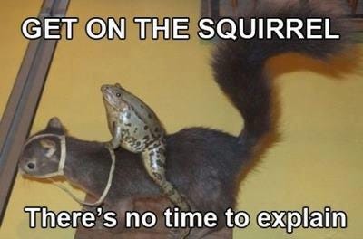 a frog riding a squirrel with the words GET ON THE SQUIRREL There's no time to explain