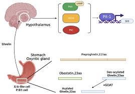 Health Benefits of Ghrelin ...