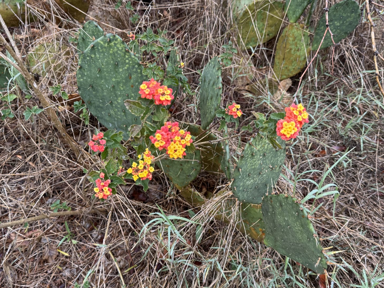 Orange and yellow lantana blossoms between paddles of prickly pear