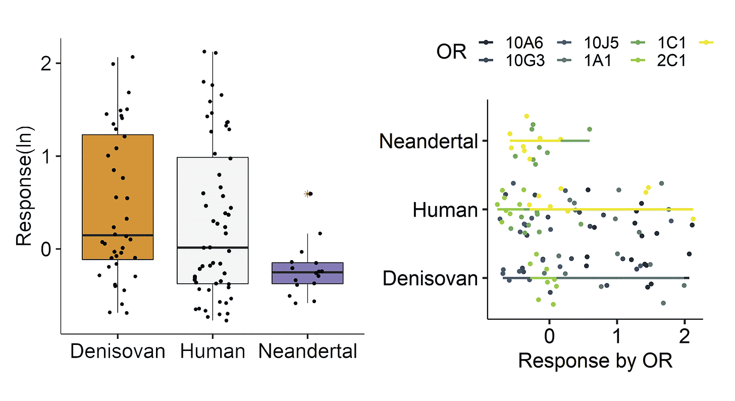 Two charts showing low response to odorant molecules for Neandertal missense variants compared to recent human and Denisovan variants. Two charts showing low response to odorant molecules for Neandertal missense variants compared to recent human and Denisovan variants.