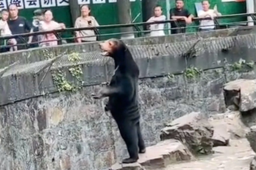Standing sun bear sparks viral claim that it's human in a costume.