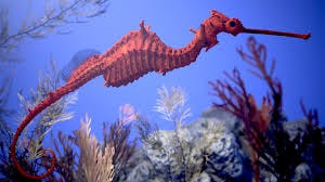 ArtStation - Ruby Sea Dragon Model