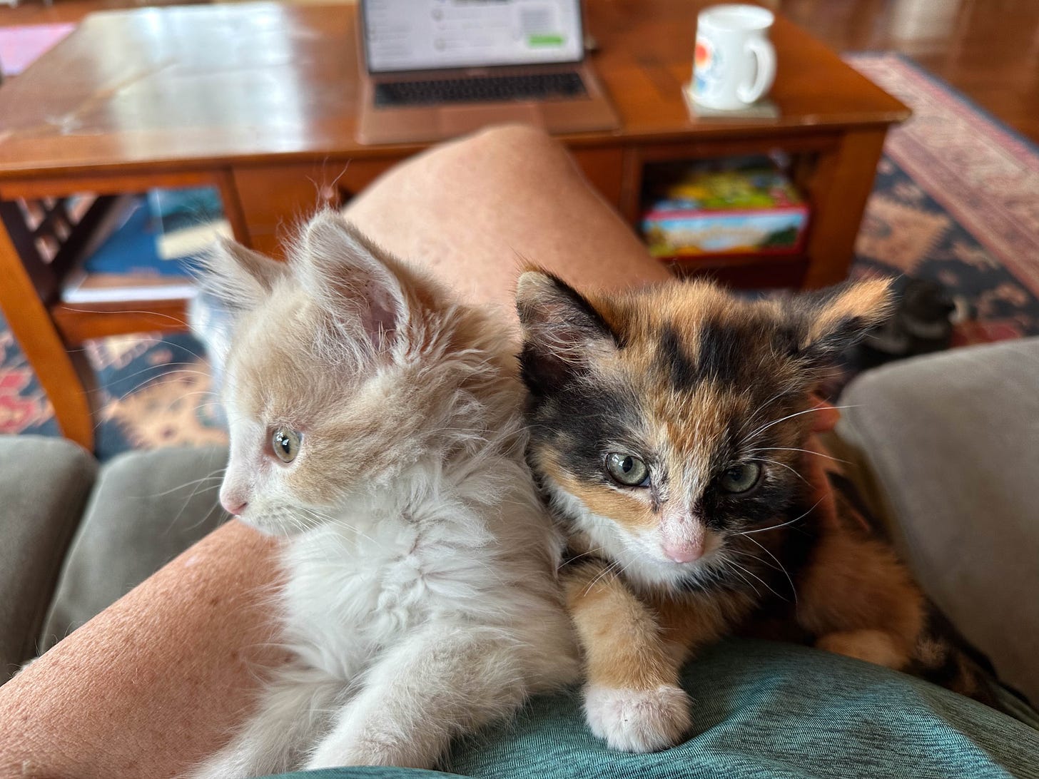 Kittens, one ginger and one calico, cuddling on author's lap.