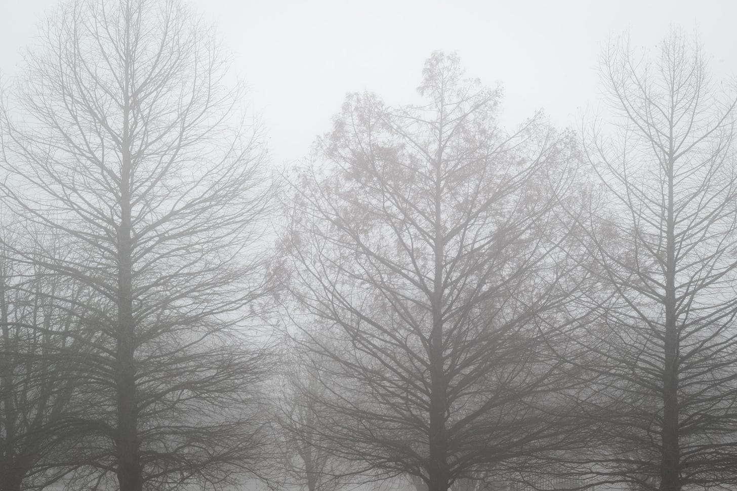 Leafless trees shrouded in fog