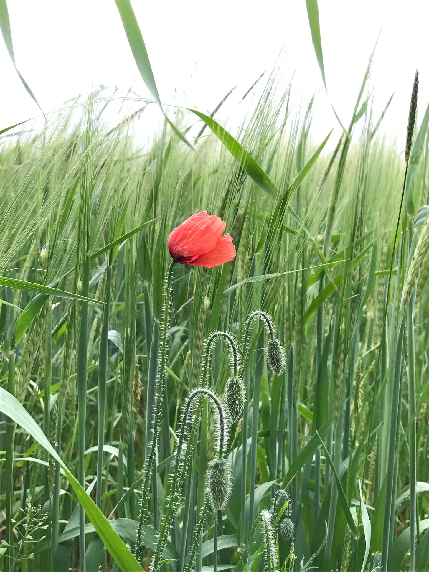 Red poppies just beginning to bloom at the end of June on Juniper Hill in 2017. 