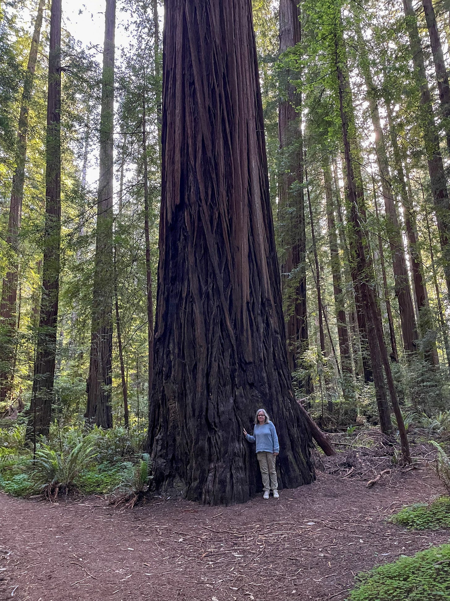 humans are so tiny near redwood trees...