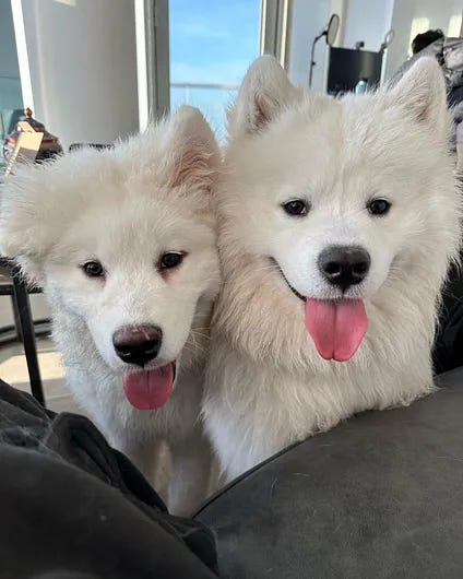 two white dogs side by side smiling