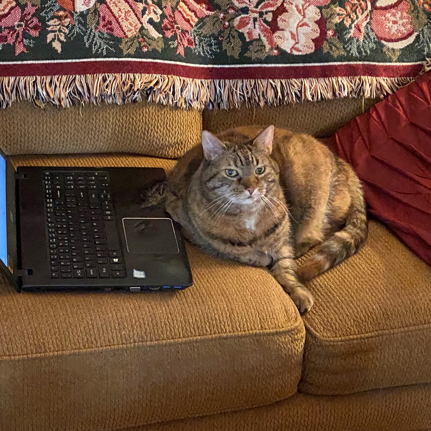 Regal cat is curled up on a sofa next to an open laptop computer