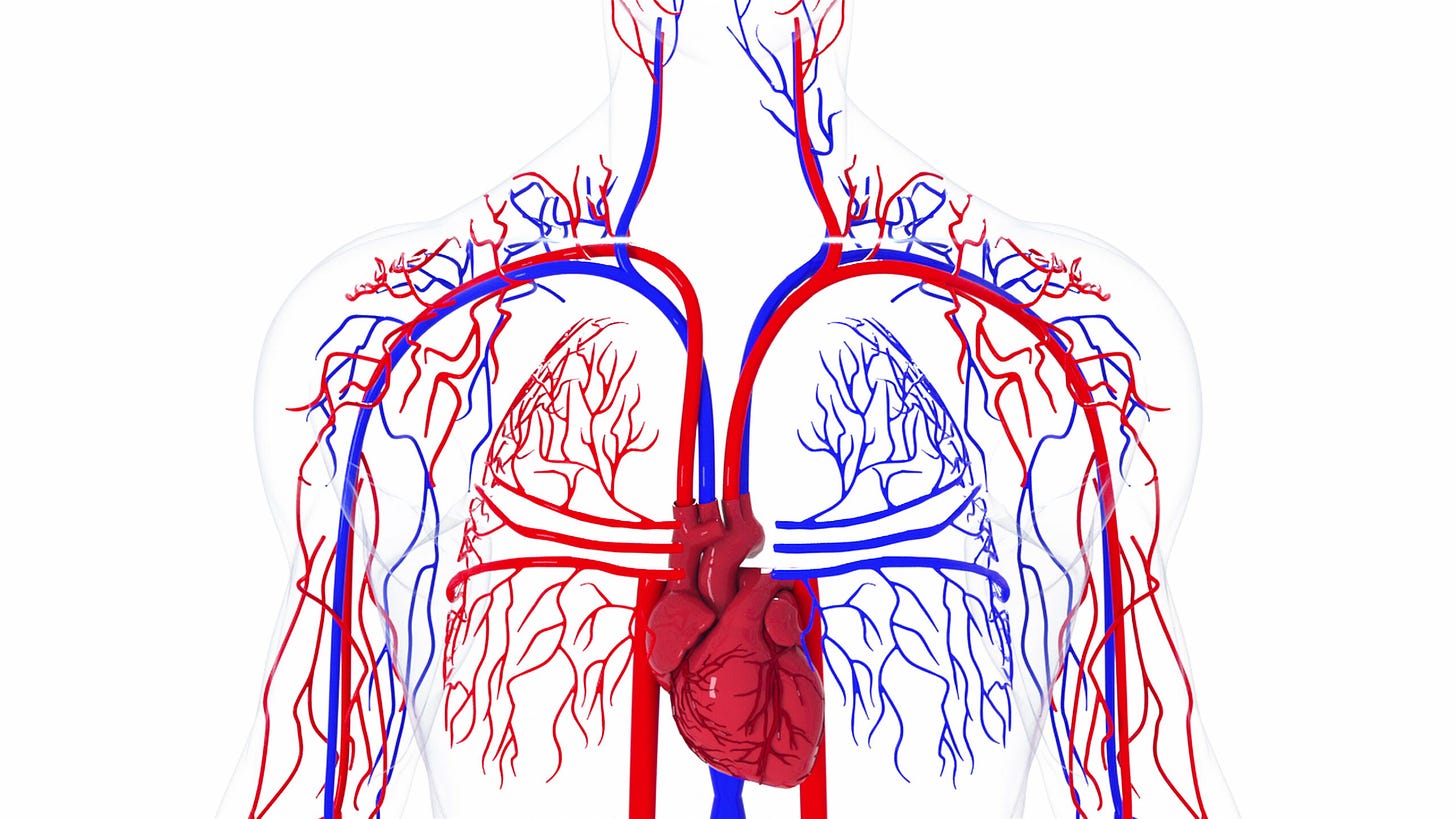 Arteries, veins and capillaries | What are they? | Structure and function